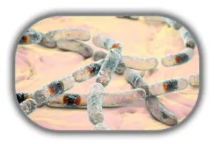 Bacillus Cereus
