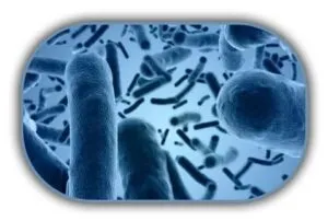 Bacillus-Cereus-Sayimi