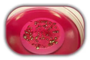 Koliform-Bakteri-Sayımı