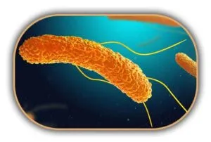 Salmonella